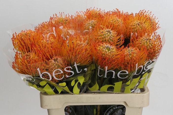 <h4>Nutans Ayoba Sun</h4>