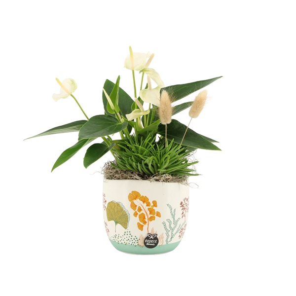 <h4>Arrangementen kamerplanten H%</h4>