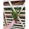 Sansevieria trif. overig