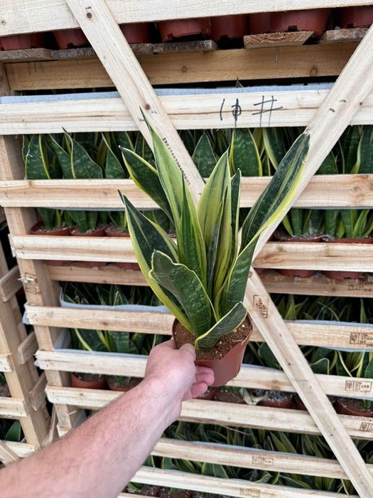 Sansevieria trif. overig