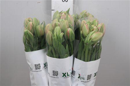 <h4>Tu Du Menton Unique</h4>