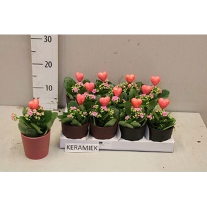 ARR KALANCHOE