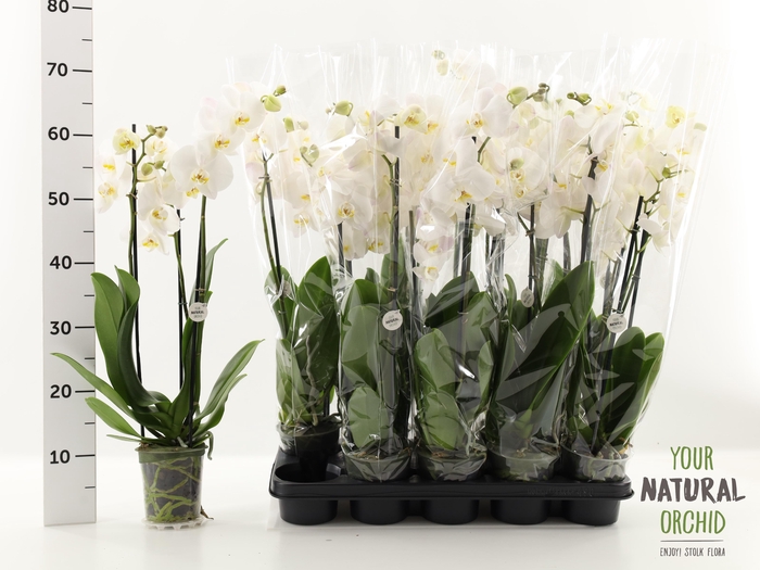 <h4>PHAL OV WIT</h4>