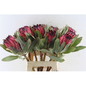 Protea Ruby Princess
