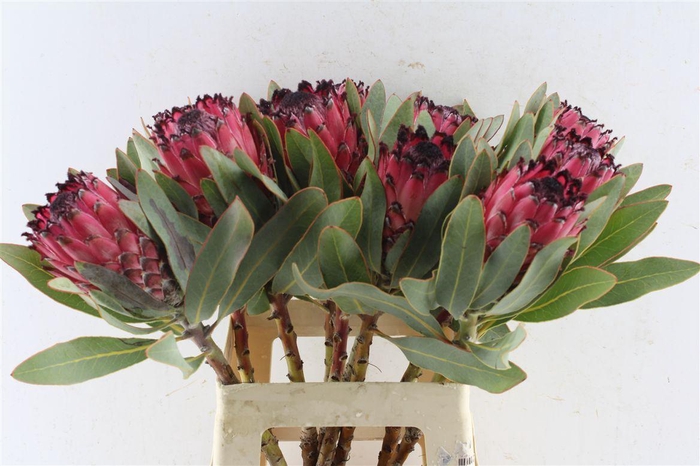 <h4>Protea Ruby Princess</h4>