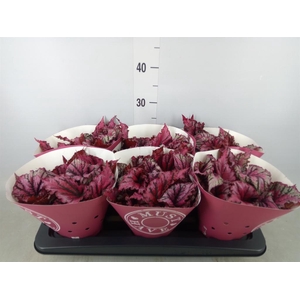 Begonia BD 'MagicColours Lambada'