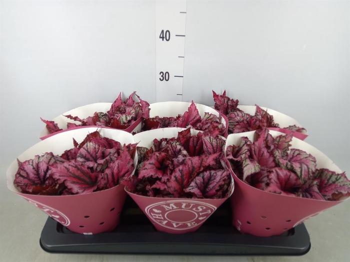 <h4>Begonia BD 'MagicColours Lambada'</h4>