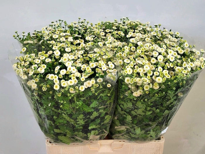 <h4>Tanacetum Rio</h4>