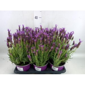 Lavandula stoec.