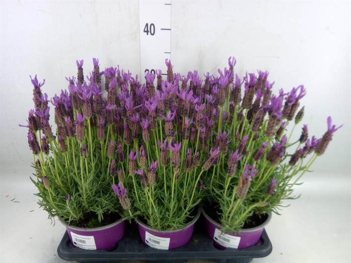 <h4>Lavandula stoec.</h4>