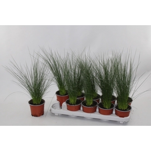 JUNCUS PENC GRASS