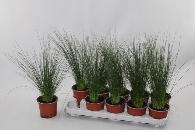 <h4>JUNCUS PENC GRASS</h4>