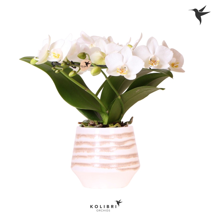 <h4>Kolibri Orchids Phalaenopsis Halo white in Moonstone pot white</h4>