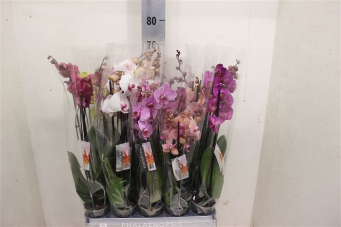 <h4>Phal Gemengd 4 Tak</h4>