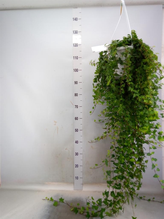 <h4>Hedera helix 'Anna'</h4>