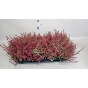 Calluna vulg. 'Garden G Athene'