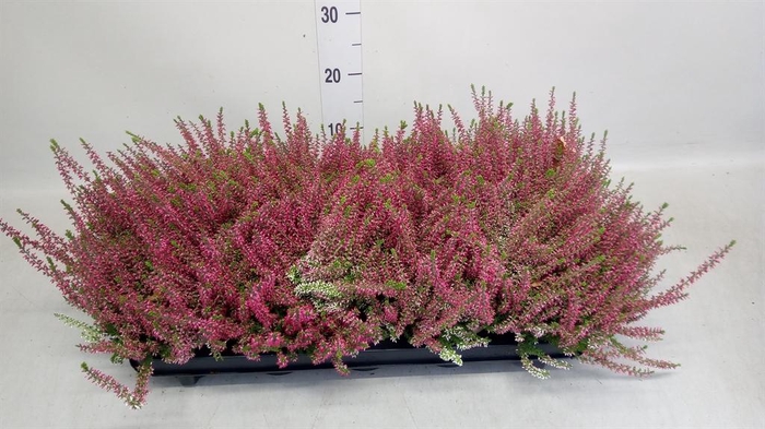 <h4>Calluna vulg. 'Garden G Athene'</h4>