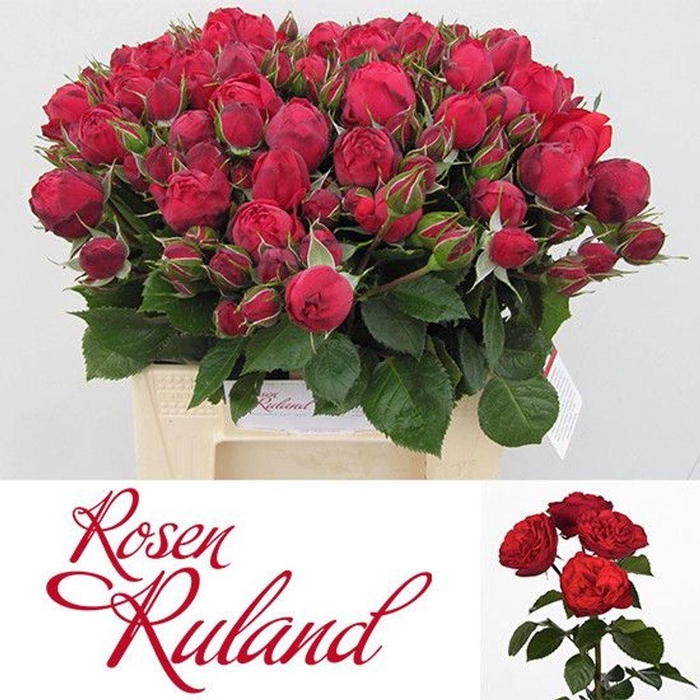 <h4>Rosa spray freiland red piano</h4>