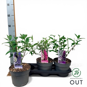 BUDD DAVIDII OV stock