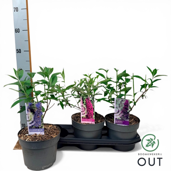 <h4>BUDD DAVIDII OV stock</h4>