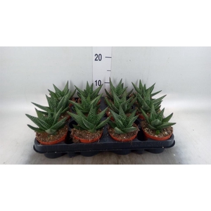 xGasterhaworthia  'Royal Highness'