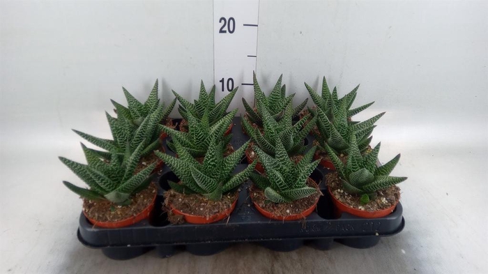 <h4>xGasterhaworthia 'Royal Highness'</h4>