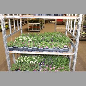 Calib M Bell Ov 1 Klr Per Tray