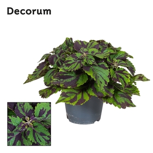 Coleus Tiger Decorum