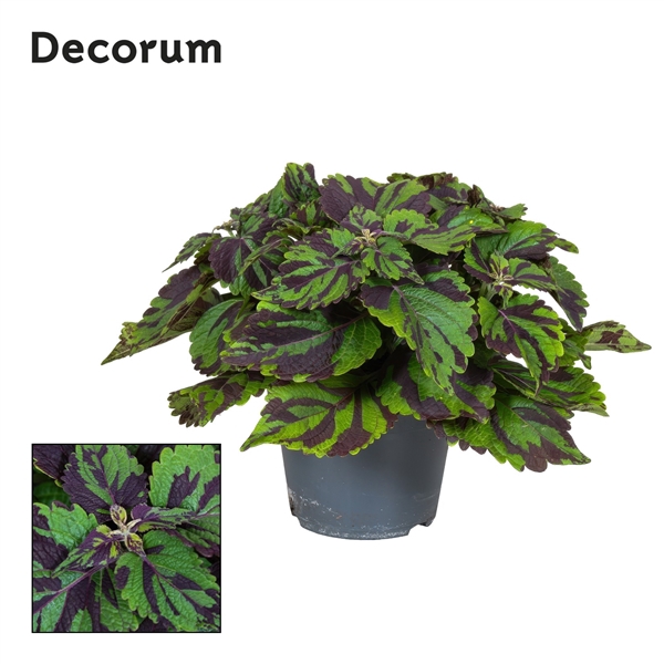 <h4>Coleus Tiger Decorum</h4>