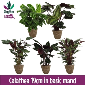 Calathea gemengd in 19cm Mand Basic 2024