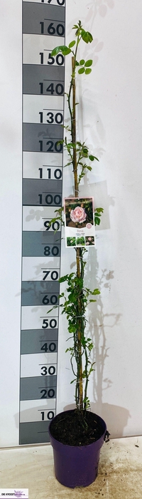 Rosa Ov Pink New Dawn