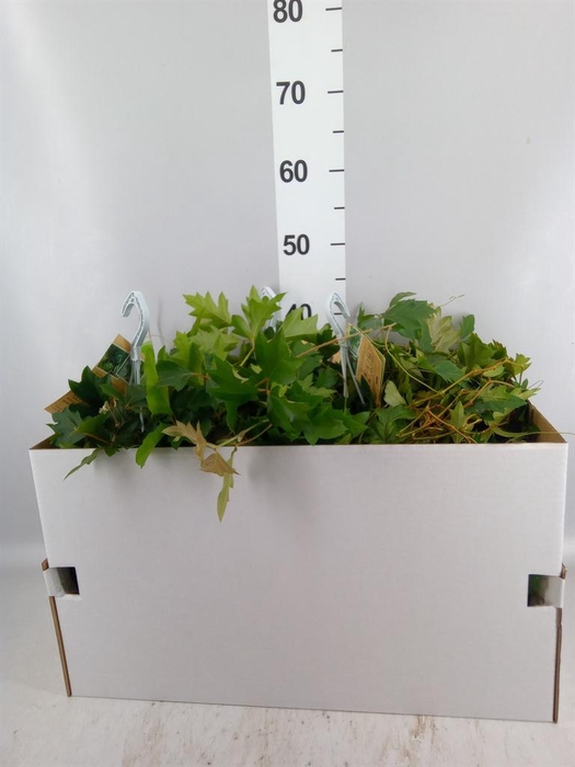 <h4>Cissus rhombifolia 'Ellen Danica'</h4>