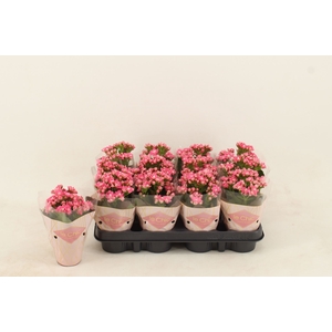 Kalanchoe Grandiva York