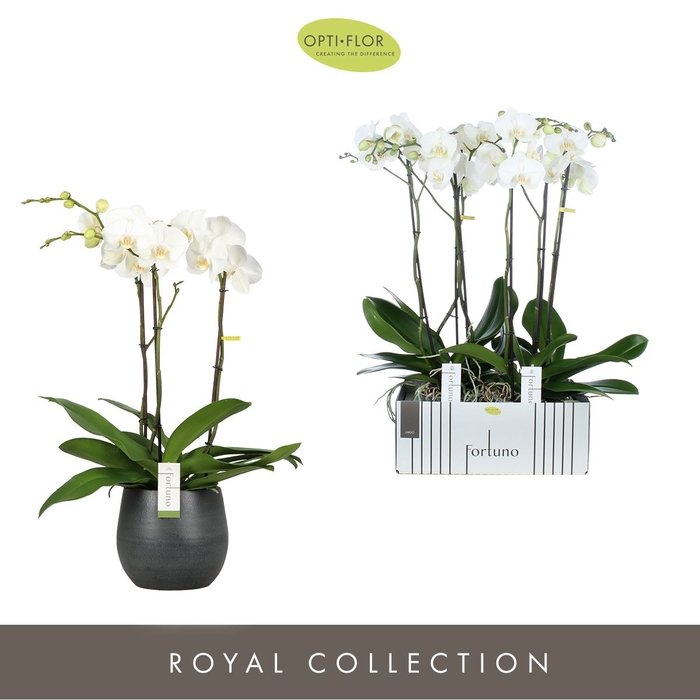 <h4>Phalaenopsis wit meer takken</h4>