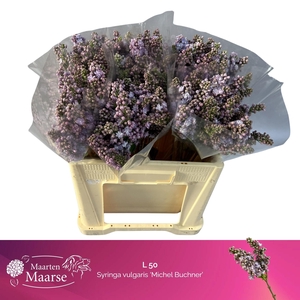 SYR V MICHEL BUCHNER