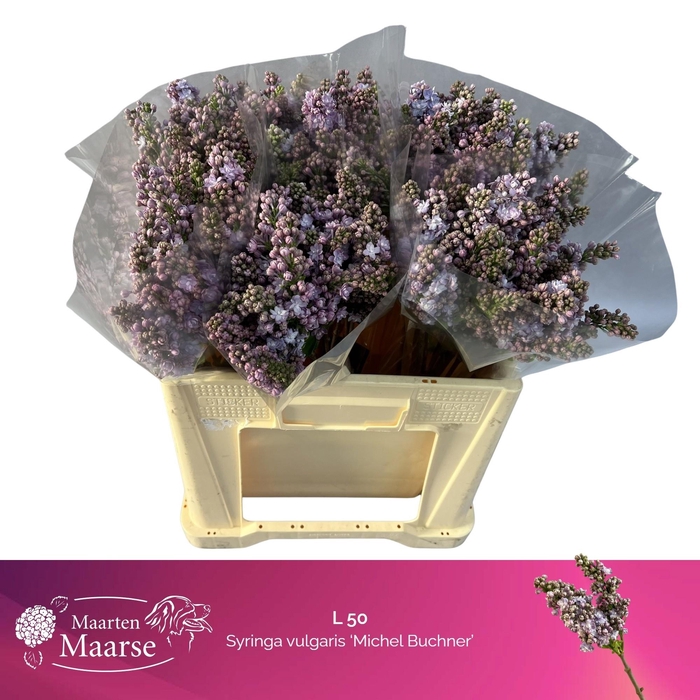 <h4>SYR V MICHEL BUCHNER</h4>