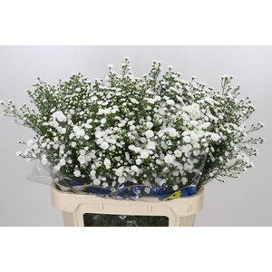 Aster White Gypsy