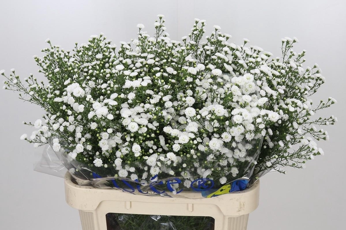 <h4>Aster White Gypsy</h4>