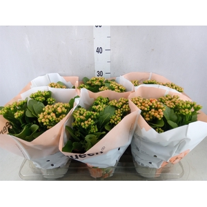 Kalanchoe  'MoreFlow Geneva'