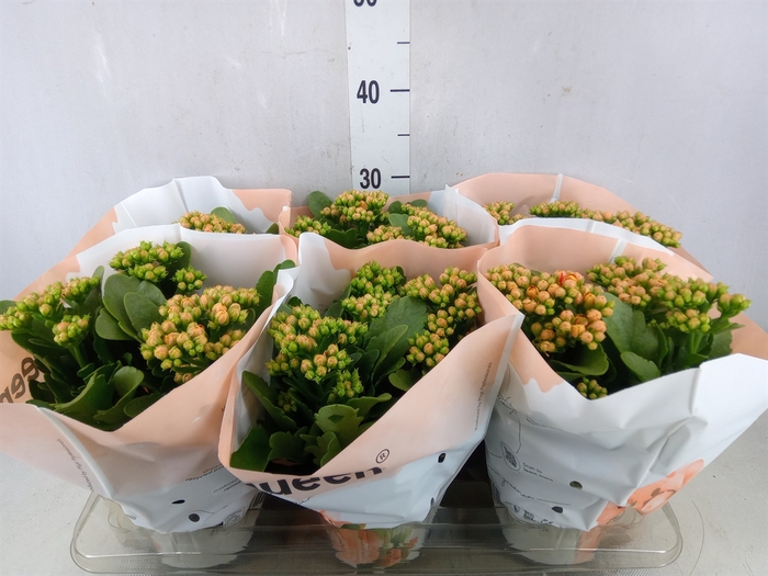 <h4>Kalanchoe  'MoreFlow Geneva'</h4>