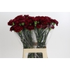 Dianthus St Zurigo
