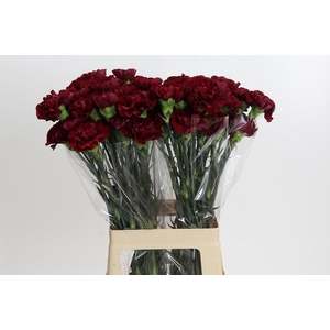 Dianthus St Zurigo