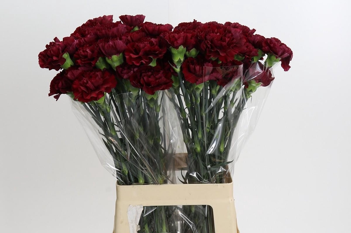 <h4>Dianthus St Zurigo</h4>