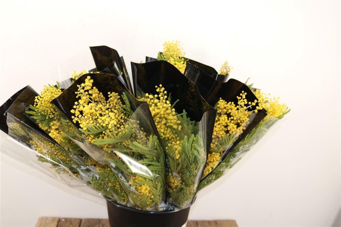 <h4>Mimosa Mirandole P Bunch</h4>