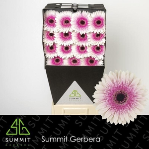 Gerbera Lisandra Diamond