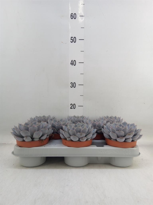 <h4>Echeveria  'Orion'</h4>