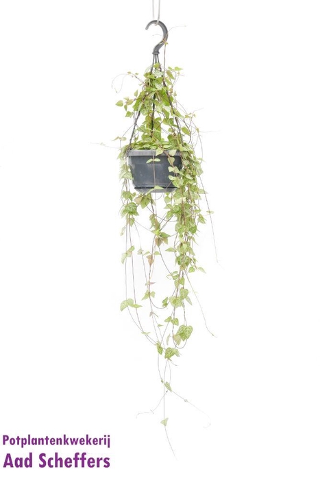 <h4>Ceropegia linearis 'Iris'</h4>