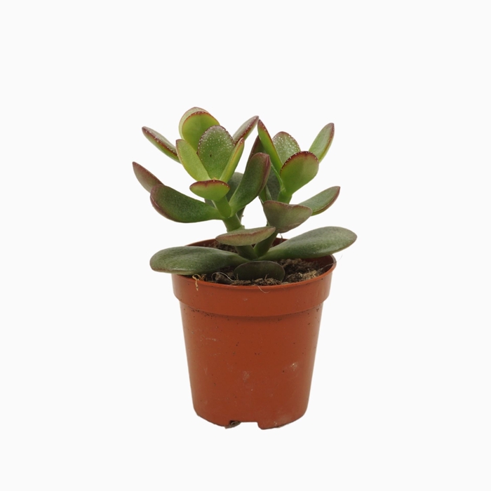 <h4>Crassula Minor</h4>