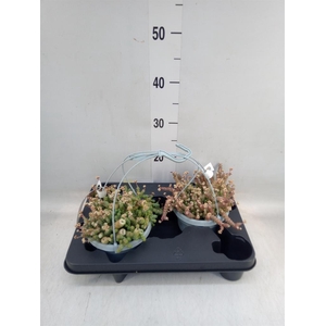 Crassula marnieriana