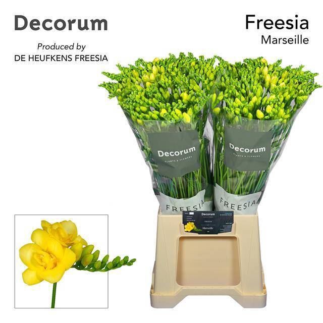 <h4>Freesia du Marseille</h4>